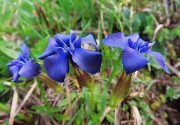 Al Rifugio Capanna 2000 da Alpe Arera ad anello-1GIUGNO25: splendide fioriture !- FOTOGALLERY